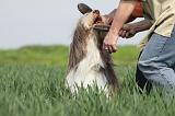BEARDED COLLIE - BROSSAGE 001